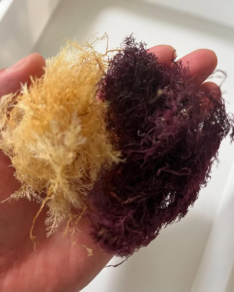 寒天用の天草、ところてん用の晒し天草の写真