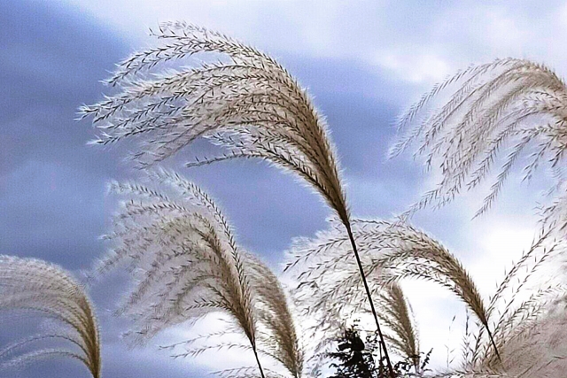 「第105回 保健・医療提供体制整備のミライ」のイメージ画像①