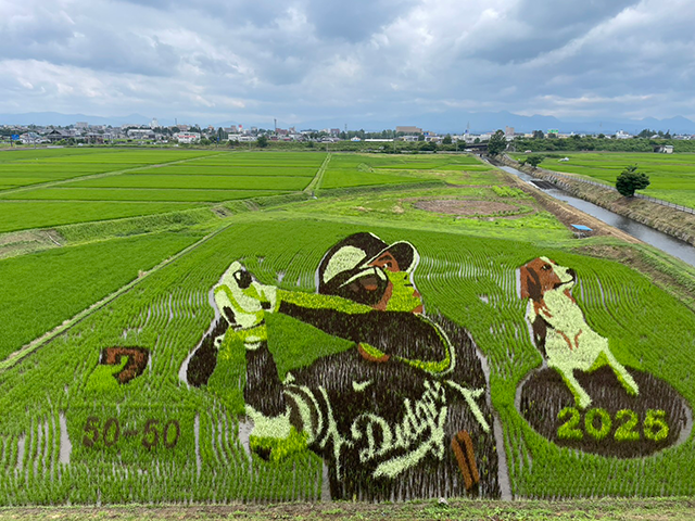 自治体DXナビ17　田んぼアートの様子