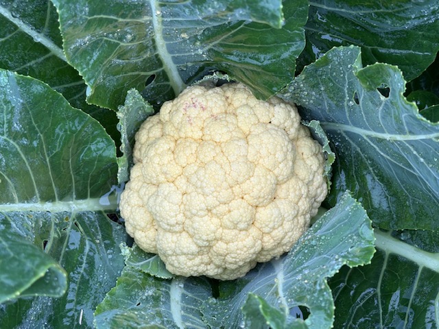 カリフラワーの写真