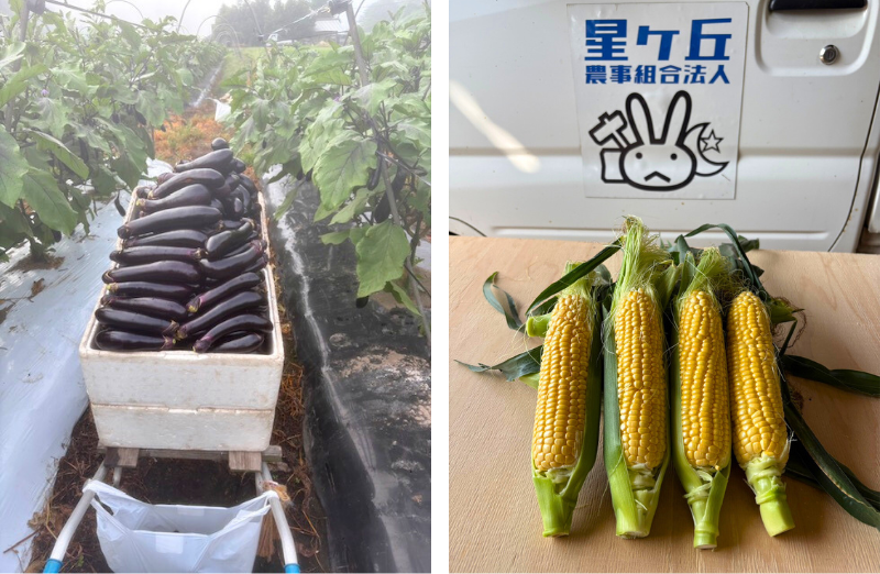 ナス、トウモロコシの写真