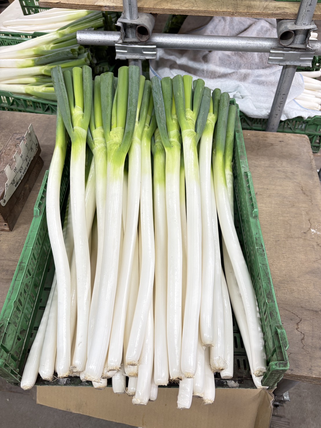白ネギの写真
