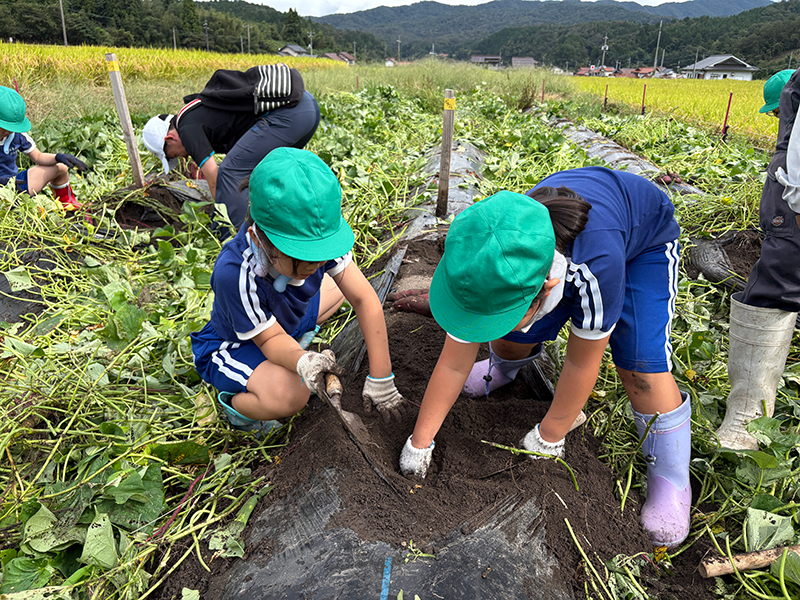 芋掘り体験の写真