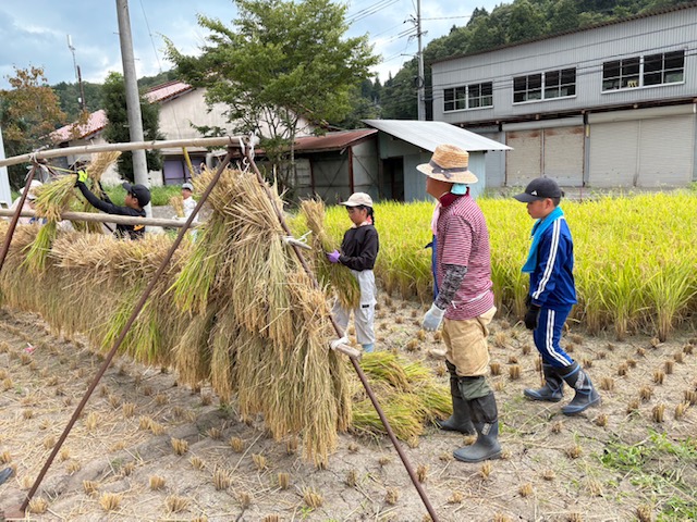 稲刈り体験の写真