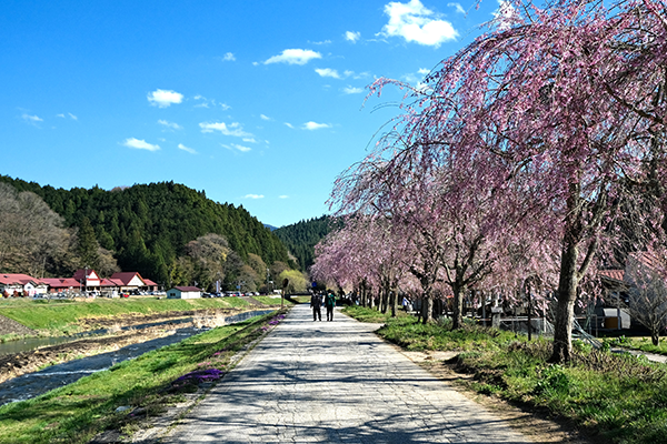 新庄川の堤防沿いのヤエベニシダレの写真