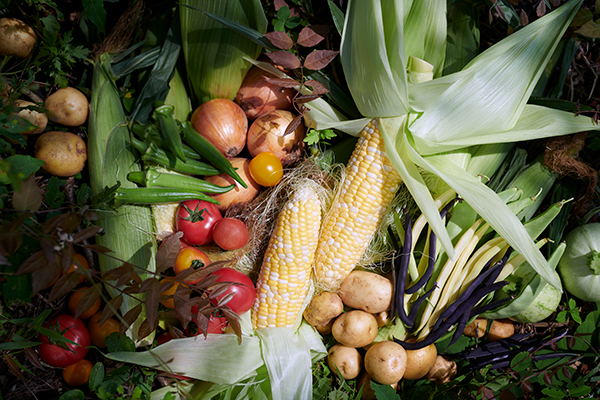 新鮮な地元野菜の写真