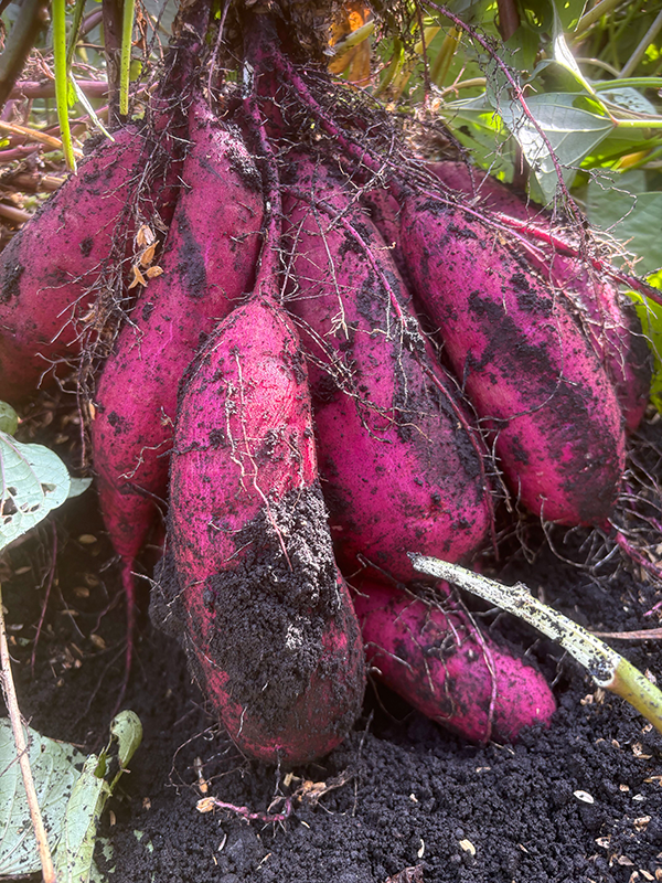 野菜の写真