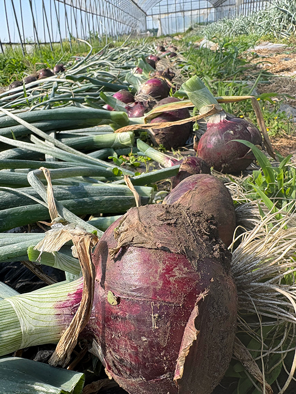 野菜の写真