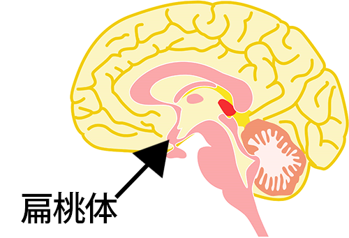 怒りを笑顔に 教師のアンガーマネジメント 第4回 脳のどの辺りから怒りが湧くのか 怒りを心や性格でなく 科学 の視点で子どもに指導します ぎょうせい教育ライブラリ